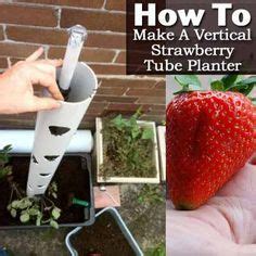 What Is A Strawberry Jar And How Do You Plant One Strawberry Plants