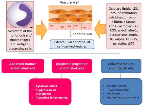 Apoptotic Endothelial Cell Derived And Activated Endothelial