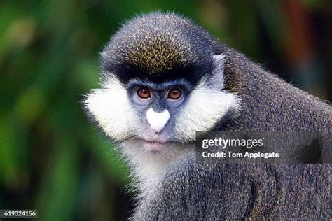 201 Swamp Monkey Stock Photos High Res Pictures And Images Getty Images
