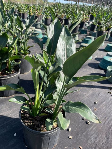 10 Strelitzia Reginae Orange Bird Tri State Foliage In House