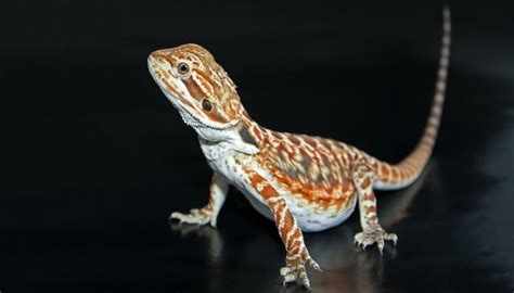 20 Types Of Bearded Dragons Species Morphs And Color List Everything