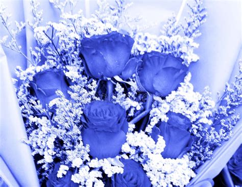 Abstract Beautiful Dark Blue Rose Flower. Dark Blue Roses for the ...