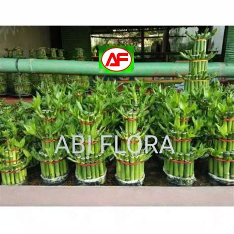 Jual Pohon Bambu Hoki Lucky Bamboo Tanaman Sri Rejeki Pajangan