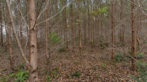 Acacia Plantation In North Sumatera Stock Photo Download Image Now