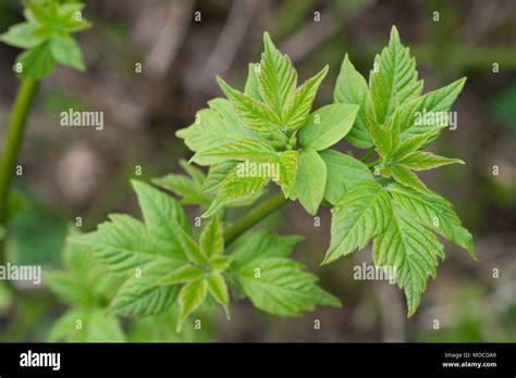 spring young fresh box elder leaves on twig macro Stock Photo - Alamy