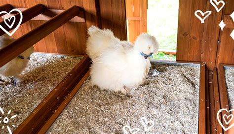 Guide To Worlds Favorite Fluffy Bantam Silkie Chicken Experts