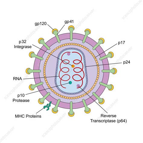 HIV Structure Illustration Stock Image F042 7946 Science Photo