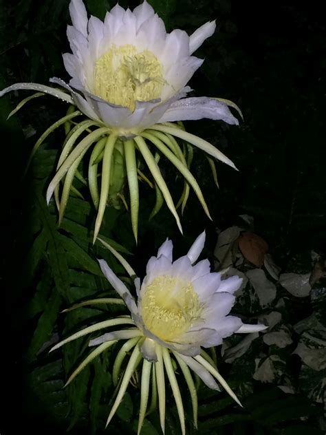 Dragon Fruit Cactus Flowers Naturetime