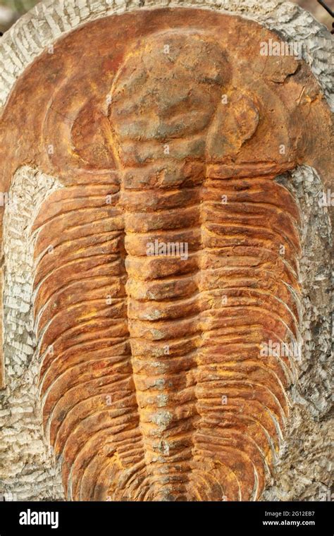 Conchiglia Fossile Immagini E Fotografie Stock Ad Alta Risoluzione Alamy