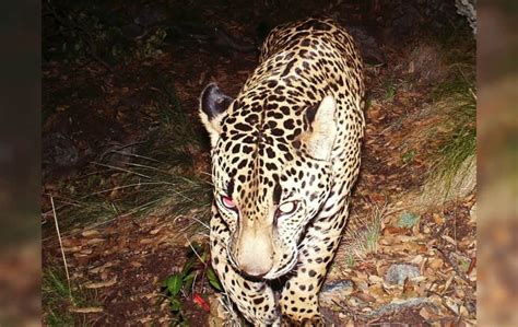 Trail Cam Footage Of The Only Wild Jaguar In The US OutdoorHub