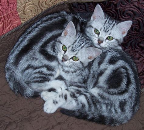 Two silver tabby American Shorthair kittens - Silver Shorthairs