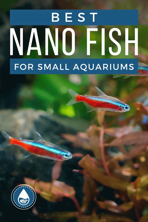 21 Freshwater Nano Fish Different Types And Species Care Guide