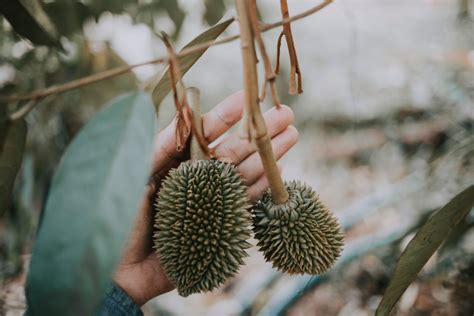 Best Durian In Singapore Where To Find Them Top Best Singapore