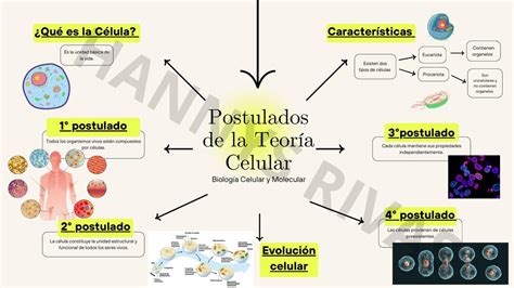 Crea Un Mapa Conceptual De La Teor A Celular F Cilmente