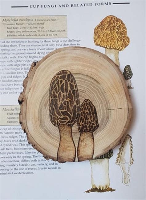 Morel Mushroom Woodburning Art Mushroom Art Floral Art Etsy