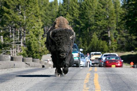 Bison in Yellowstone National Park Stock Image - Image of amusing ...