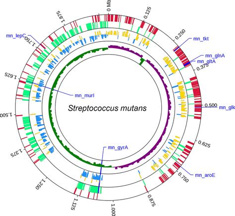 Distribution Of The 594 CgMLST Target Genes Within The S Mutans UA159