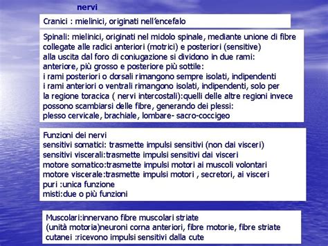 Sistema Nervoso Periferico Struttura Nervi Spinali Plessi Nervi