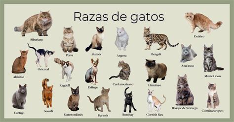 Conoce Las Razas De Gatos Mas Comunes Otosection