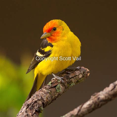 Western Tanager - Etsy