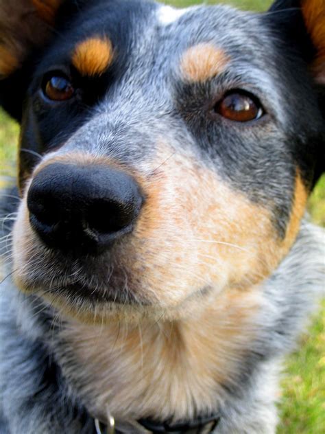 Border Collie Blue Heeler Mix: A Blend of Brilliance and Energy