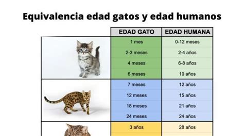 Edad De Los Gatos Cuántos Años Humanos Corresponde A Un Año Felino