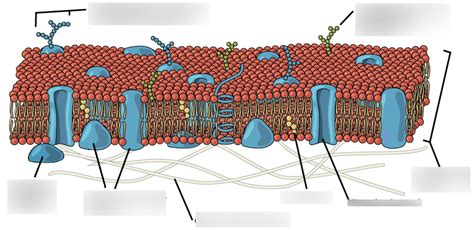 Biology Unit 1 Diagram Quizlet