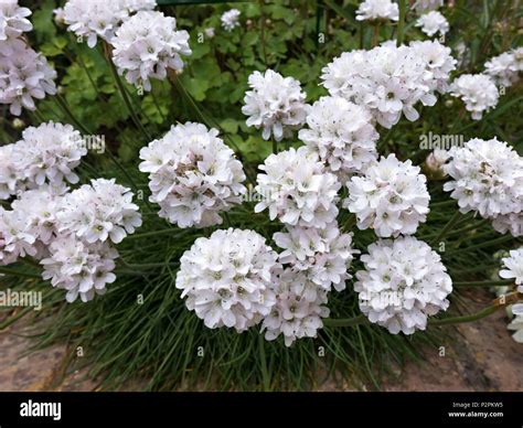 White Sea Thrift Armeria Maritima Alba Flowers Closeup Growing In