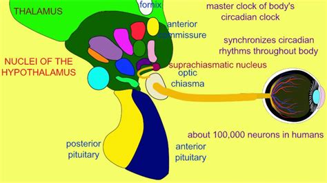 Suprachiasmatic Nucleus Of The Hypothalamus Youtube