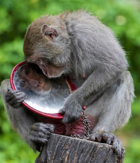 Premium Photo Close Up Of Monkey Eating Food