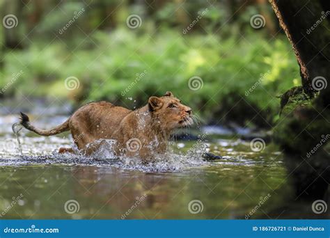 Lioness Chasing Pack Of Zebra In Africa Royalty Free Stock Photo