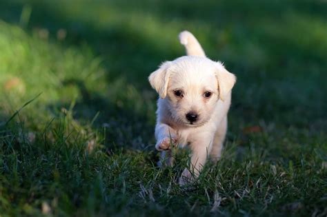 Comment apprendre la propreté à son chien La voie des chiens