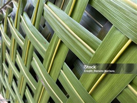 Green Coconut Leaves Pattern Weaving Close Up Stock Photo - Download ...