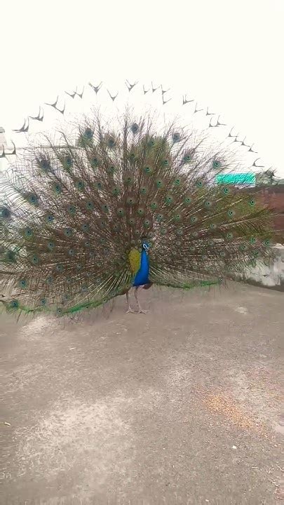 Enjoying Natural Beauty Of Peacocks Dance Display 🦚💓 Youtubeshorts