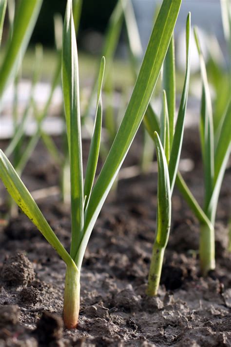 How To Plant Hardneck Garlic This Fall 5 Simple Secrets To Success