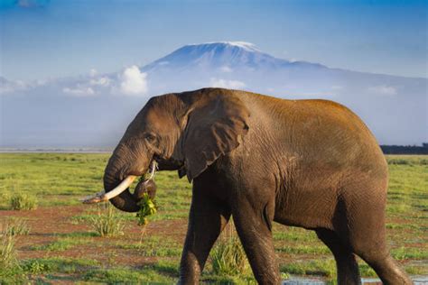 Elephant Eating Grass Stock Photos, Pictures & Royalty-Free Images - iStock