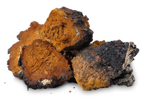 Wild Harvested Chaga Mushroom Dual Extract Powder — Navi Organics