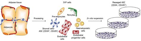 A Familiar Stranger CD34 Expression And Putative Functions In SVF