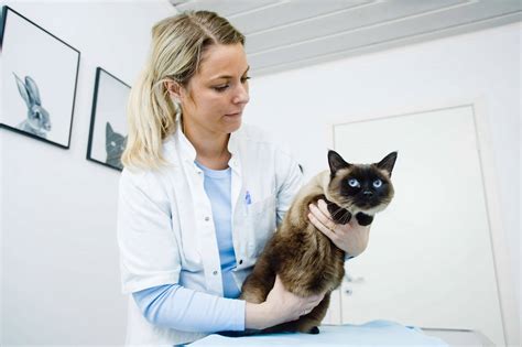 Behandling af kat Centrum Dyreklinik Espergærde