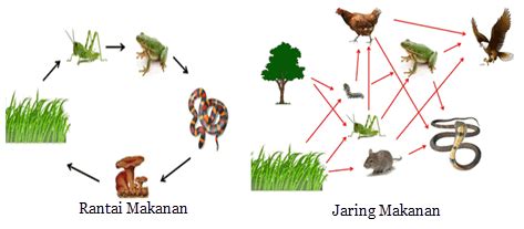 Rantai Makanan Dan Jaring Makanan Mikirbae