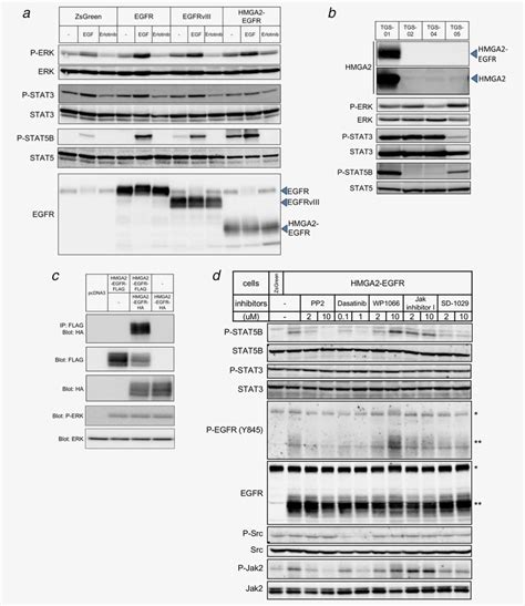 Functional Analysis Of Hmga2 Egfr A Immunoblot Analysis Of Egfr