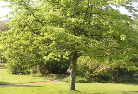 Sunburst® Honey Locust Tree Care And Growing Guide