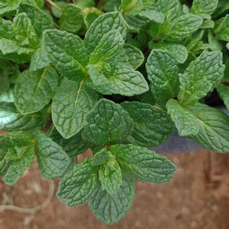 plant profile mint ricks hobby garage