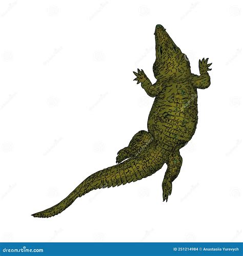 Isolated Illustration Of A Crocodile On A White Background Stock