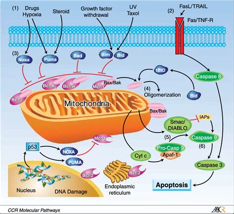 Figure 1 from Bcl-2 Inhibitors: Targeting Mitochondrial Apoptotic ...