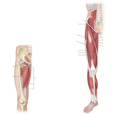 Unit 7 BIO 201 Skeletal Muscles Acting On The Hip Thigh Anterior