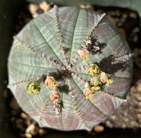 Euphorbia Obesa The Ruth Bancroft Garden Nursery