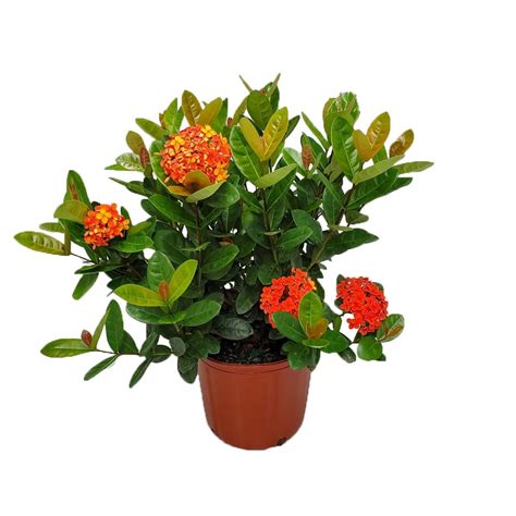 Tropical Plants Of Florida 22 To 28 Red Maui Ixora Plant Red