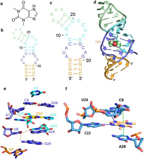 Secondary And Tertiary Structures Of Rna Theophylline Complex A