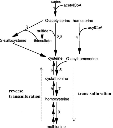 Metabolic Reactions Of Sulfur Containing Amino Acids In Bacteria